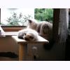 w2965 Lilian sleeps Mika watches.jpg 173.2K